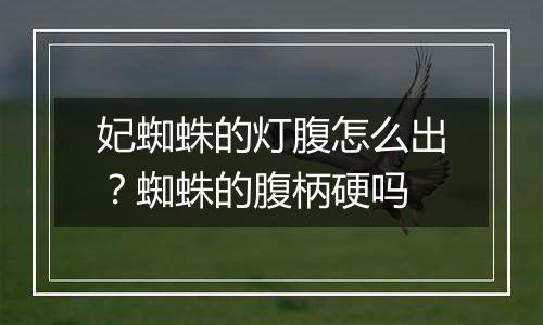 妃蜘蛛的灯腹怎么出？蜘蛛的腹柄硬吗