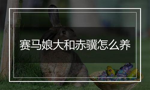 赛马娘大和赤骥怎么养