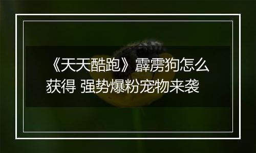 《天天酷跑》霹雳狗怎么获得 强势爆粉宠物来袭