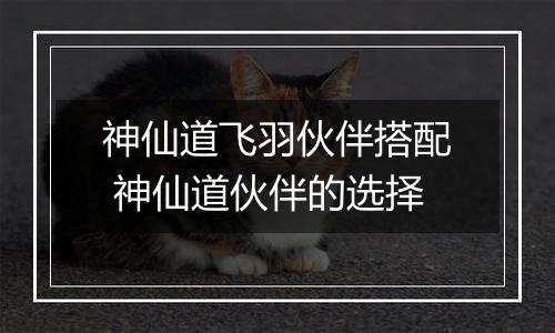 神仙道飞羽伙伴搭配 神仙道伙伴的选择